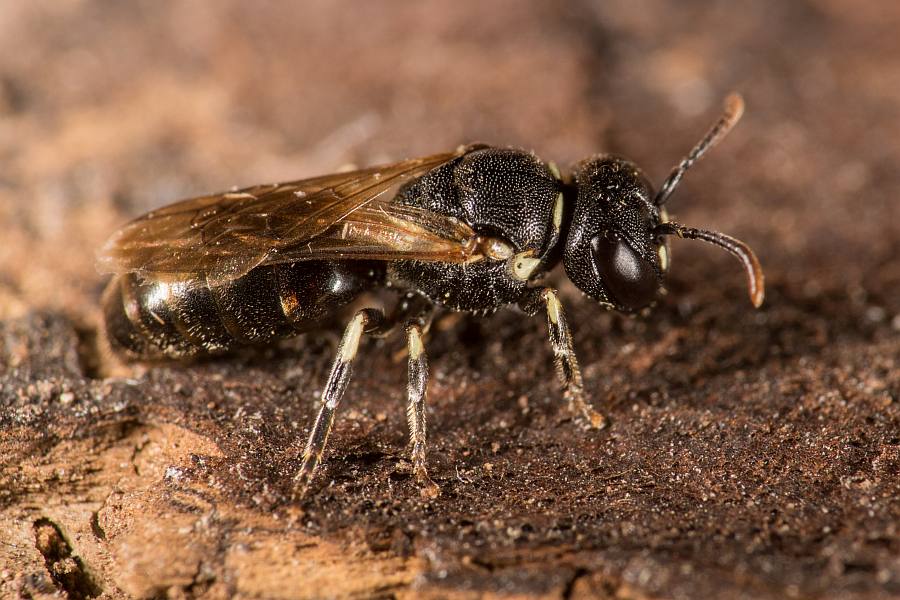 Hylaeus dilatatus / Rundfleck-Maskenbiene / Colletidae - "Seidenbienenartige" / Ordnung: Hautflügler - Hymenoptera
