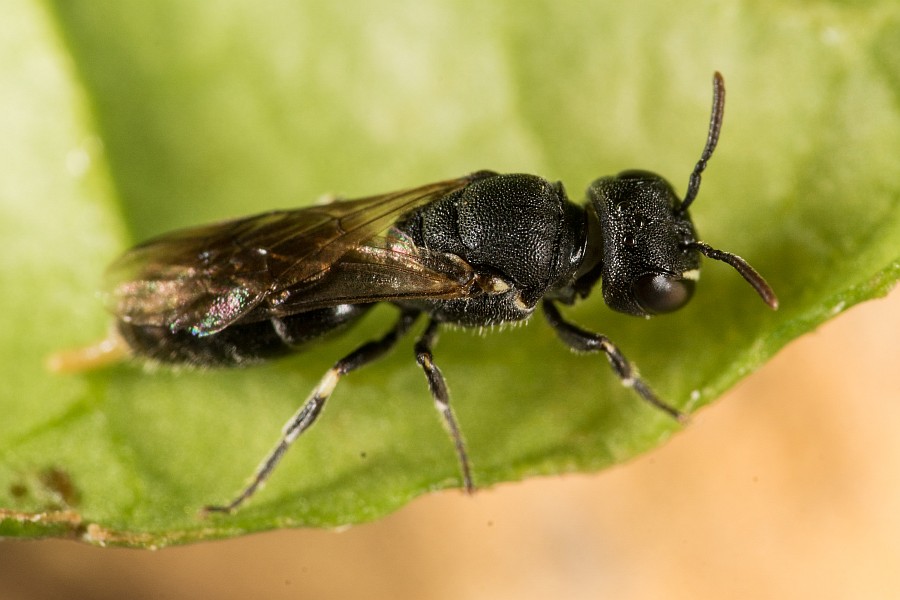 Hylaeus gredleri / Gredlers Maskenbiene / Colletinae - "Seidenbienenartige" / Ordnung: Hautflügler - Hymenoptera