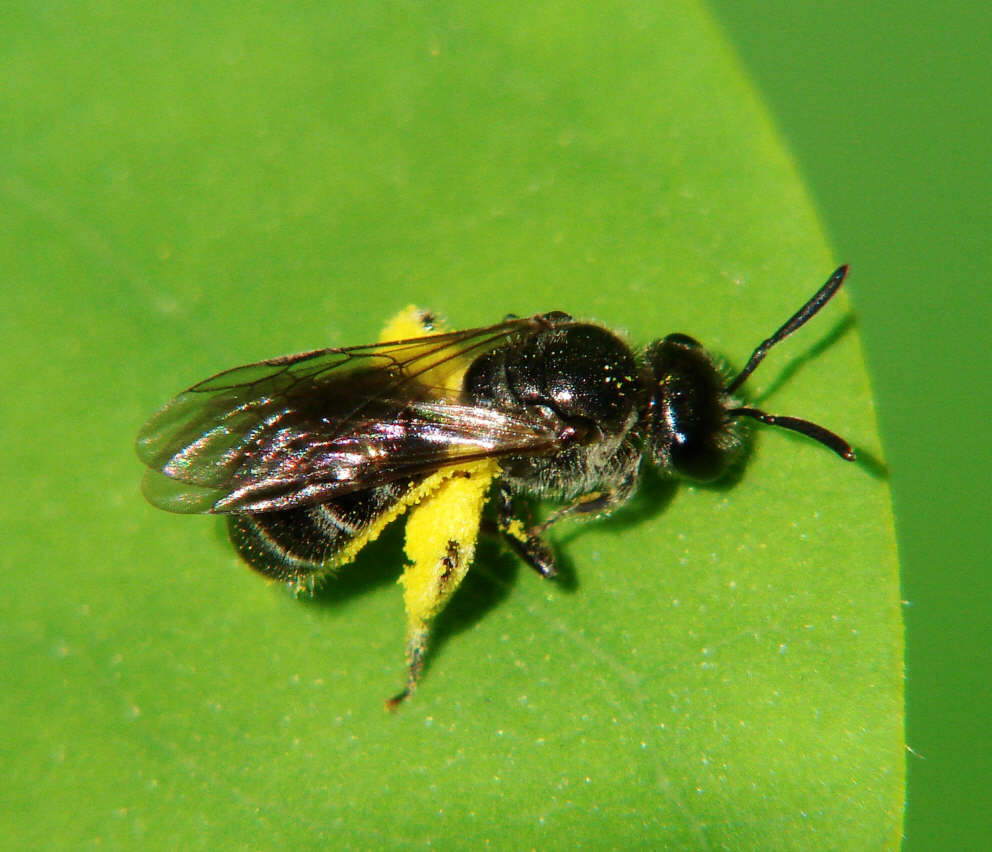 Lasioglossum (Evylaeus) sexstrigatum / Sechsstreifige Schmalbiene / Schmal- / Furchenbienen - Halictidae / Ordnung: Hautflügler - Hymenoptera