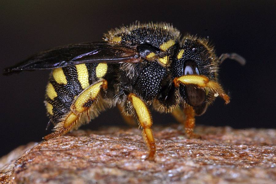 Anthidiellum strigatum (syn. Anthidium strigatum) / Zwergharzbiene / "Blattschneiderbienenartige" - Megachilidae / Ordnung: Hautflügler - Hymenoptera