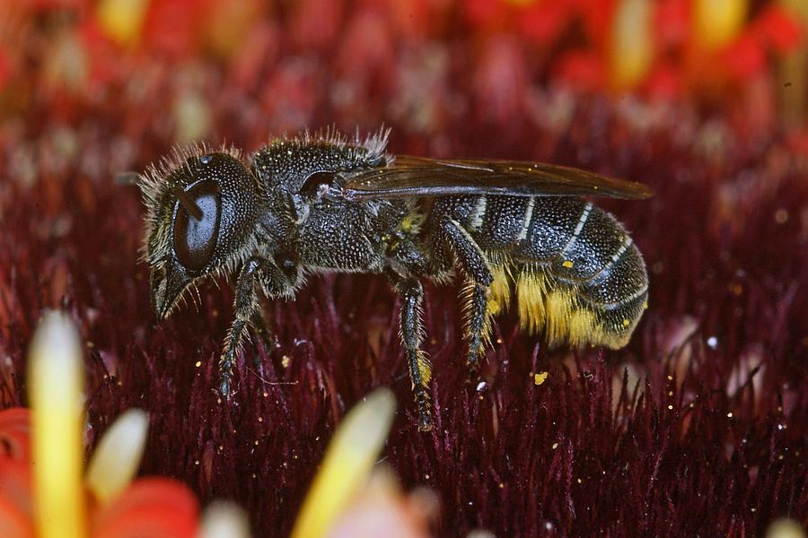 Heriades truncorum / Löcherbiene / Megachilinae ("Blattschneiderbienenartige") / Hautflügler - Hymenoptera