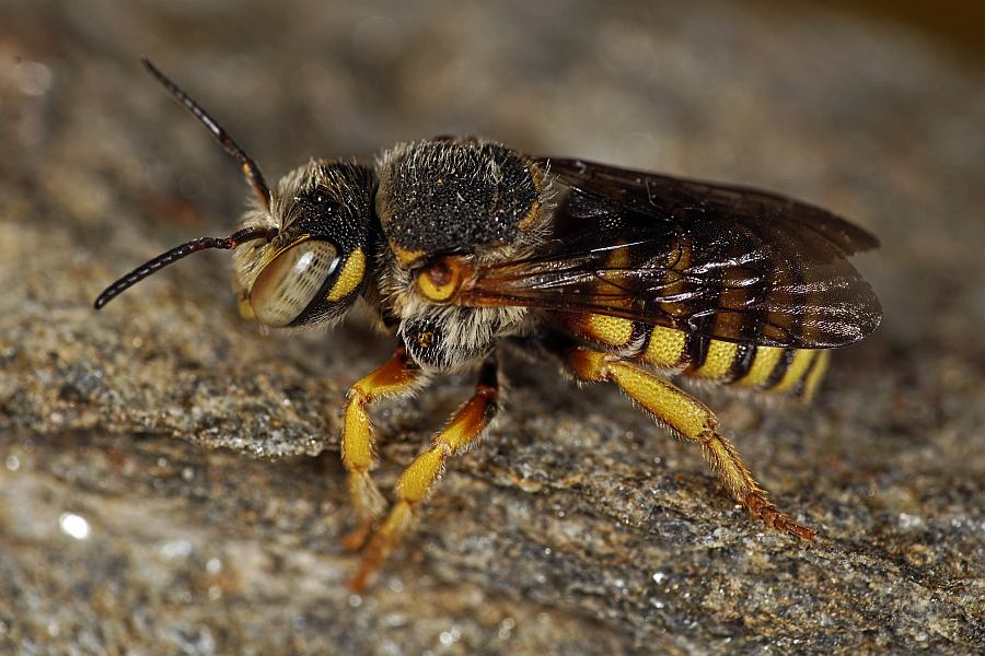 Icteranthidium grohmanni (Spinola, 1838) / Blattschneiderbienenartige - Megachilidae - Megachilinae
