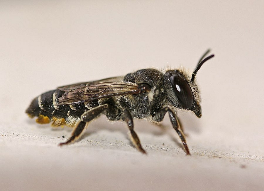 Megachile rotundata / Luzerne-Blattschneiderbiene / Megachilinae ("Blattschneiderbienenartige") / Hautflügler - Hymenoptera