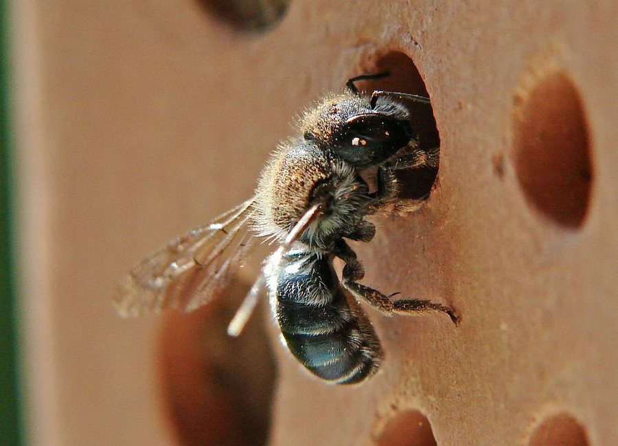 Osmia caerulescens / Blaugrüne Mauerbiene / Megachilinae ("Blattschneiderbienenartige") / Hautflügler - Hymenoptera