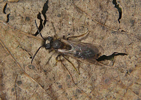 Andrena bicolor / Zweifarbige Sandbiene (Männchen)