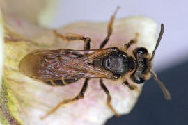 Andrena curvana / Östliche Kielsandbiene / Andreninae (Sandbienenartige) / Hautflügler - Hymenoptera