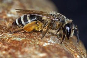 Andrena gravida / Schwere Sandbiene / Andreninae (Sandbienenartige) / Hautflügler - Hymenoptera