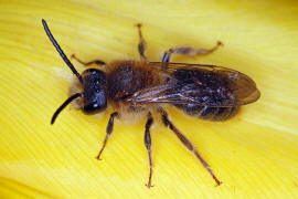 Andrena haemorrhoa / Rotschopfige Sandbiene / Andreninae (Sandbienenartige) - Männchen