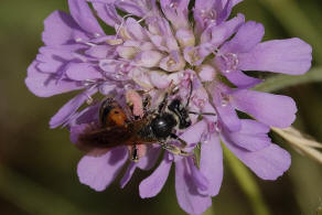 Andrena hattorfiana / Knautien-Sandbiene / Andrenidae (Sandbienenartige) / Hautflügler - Hymenoptera