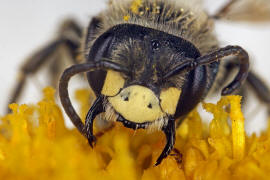 Andrena labialis / Rotklee-Sandbiene / Bienen - Apidae / Andreninae (Sandbienenartige) / Hautflügler - Hymenoptera