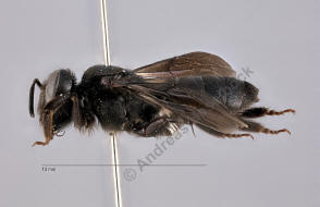 Andrena pilipes / Schwarze Köhler-Sandbiene / Andrenidae (Sandbienenartige)