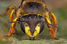 Anthidium manicatum / Garten-Wollbiene / "Blattschneiderbienenartige" - Megachilidae / Ordnung: Hautflügler - Hymenoptera