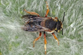 Anthidium oblongatum / Felsspalten-Wollbiene / "Blattschneiderbienenartige" - Megachilidae / Ordnung: Hautflügler - Hymenoptera