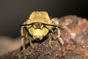 Anthophora bimaculata / Dnen-Pelzbiene / Apidae - Echte Bienen / Ordnung: Hautflgler - Hymenoptera