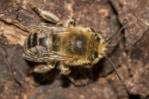 Anthophora bimaculata / Dnen-Pelzbiene / Apidae - Echte Bienen / Ordnung: Hautflgler - Hymenoptera