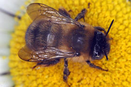 Anthophora furcata / Wald-Pelzbiene / Ziest-Pelzbiene / Apinae (Echte Bienen) / Ordnung: Hautflügler - Hymenoptera