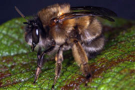 Anthophora plumipes / Frühlings-Pelzbiene / Apinae (Echte Bienen) / Männchen