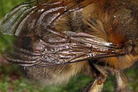 Anthophora plumipes / Gemeine Pelzbiene (Flügeladerung) / Apinae (Echte Bienen) / Männchen