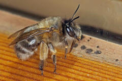 Anthophora plumipes / Frühlings-Pelzbiene / Apidae (Echte Bienen) / Männchen