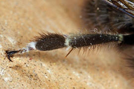 Anthophora plumipes / Gemeine Pelzbiene (Hinterbein des Männchens) / Apinae (Echte Bienen) / Ordnung: Hautflügler - Hymenoptera
