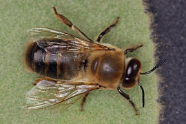Apis mellifera (Drohn) / Honigbiene / Apinae (Echte Bienen)