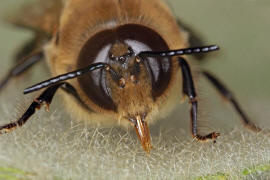 Apis mellifera (Drohn) / Honigbiene / Apinae (Echte Bienen)