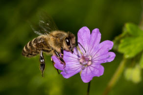 Apis mellifera / Honigbiene / Apidae (Echte Bienen)