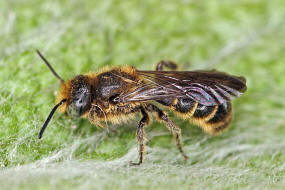 Chelostoma (Osmia) rapunculi / Glockenblumen-Scherenbiene / "Blattschneiderbienenartige" - Megachilidae / Ordnung: Hautflügler - Hymenoptera