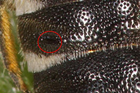 Coelioxys elongata / Langschwanz-Kegelbiene / Megachilidae / Ordnung:  Hautflügler - Hymenoptera