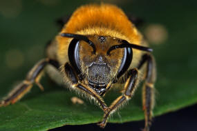 Colletes hederae / Efeu-Seidenbiene / Colletinae - "Seidenbienenartige" / Ordnung: Hautflügler - Hymenoptera