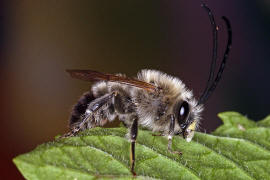 Eucera nigrescens (syn. E. tuberculata) / Mai-Langhornbiene / Apinae (Echte Bienen) / Ordnung: Hautflgler - Hymenoptera