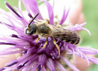 Halictus scabiosae / Gelbbinden-Furchenbiene / Schmal- / Furchenbienen - Halictidae / Ordnung: Hautflügler - Hymenoptera