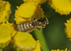 Halictus (Seladonia) subauratus / Dichtpunktierte Goldfurchenbiene / Schmal- / Furchenbienen - Halictidae / Ordnung: Hautflügler - Hymenoptera