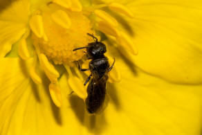 Hylaeus brevicornis / Kurzfhler-Maskenbiene / Colletidae - "Seidenbienenartige" / Ordnung: Hautflgler - Hymenoptera