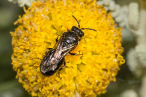 Hylaeus nigritus / Rainfarn-Maskenbiene / Colletinae - "Seidenbienenartige" / Ordnung: Hautflgler - Hymenoptera