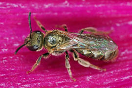 Vermutlich Lasioglossum nitidulum / Schmal- / Furchenbienen - Halictidae / Ordnung: Hautflügler - Hymenoptera