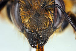 Megachile willughbiella / Garten-Blattschneiderbiene / Megachilinae ("Blattschneiderbienenartige") / Hautflügler - Hymenoptera