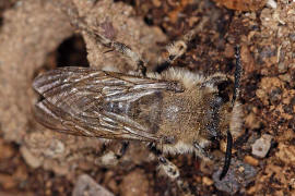 Melecta albifrons / Gemeine Trauerbiene / Apidae ("Echte Bienen" - Apinae) / Hautflügler - Hymenoptera