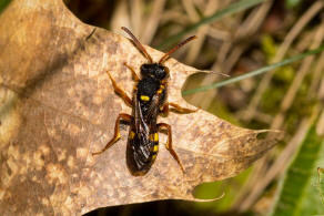 Nomada bifasciata / Rotbuchige Wespenbiene / Apinae (Echte Bienen) / Ordnung: Hautflgler - Hymenoptera
