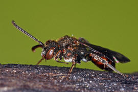 Nomada flavoguttata / Gelbfleckige Wespenbiene / Apinae (Echte Bienen) / Ordnung: Hautflügler - Hymenoptera