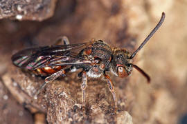 Nomada flavoguttata / Gelbfleckige Wespenbiene / Apinae (Echte Bienen) / Ordnung: Hautflügler - Hymenoptera
