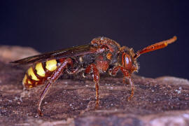 Nomada flava / Gelbe Wespenbiene / Apinae (Echte Bienen) / Ordnung: Hautflügler - Hymenoptera