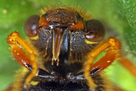 Kopf von unten / Nomada goodeniana / Feld-Wespenbiene / Apinae (Echte Bienen) / Ordnung: Hautflügler - Hymenoptera