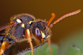 Nomada goodeniana / Feld-Wespenbiene / Apinae (Echte Bienen) / Ordnung: Hautflügler - Hymenoptera