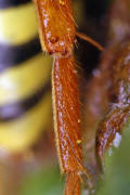 Unterer Rand der Hintertibia und Metatarsus 1 / Nomada goodeniana / Feld-Wespenbiene / Apinae (Echte Bienen) / Ordnung: Hautflügler - Hymenoptera