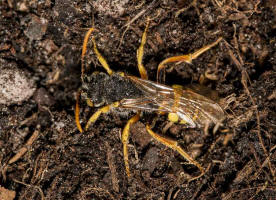 Nomada lathburiana / Rothaarige Wespenbiene / Apidae (Echte Bienen) / Ordnung: Hautflügler - Hymenoptera