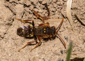 Nomada lathburiana / Rothaarige Wespenbiene / Apidae (Echte Bienen) / Ordnung: Hautflügler - Hymenoptera