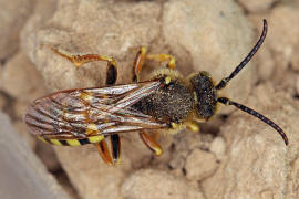 Nomada succincta / Gegürtete Wespenbiene / Apinae (Echte Bienen) / Ordnung: Hautflügler - Hymenoptera