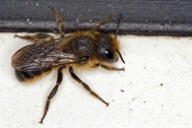 Osmia aurulenta / Goldene Schneckenhaus-Mauerbiene / Megachilinae ("Blattschneiderbienenartige") / Hautflgler - Hymenoptera