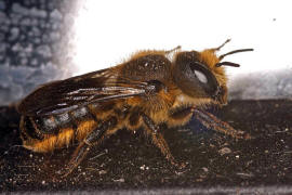 Osmia aurulenta / Goldene Schneckenhaus-Mauerbiene / Megachilinae ("Blattschneiderbienenartige") / Hautflgler - Hymenoptera